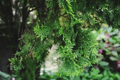 Close-up of fresh green leaves