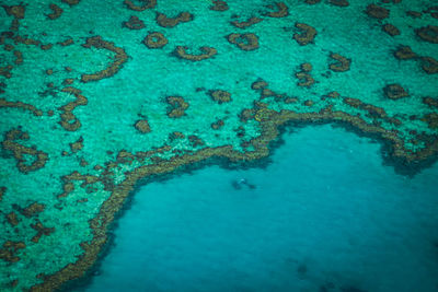 High angle view of coral in sea