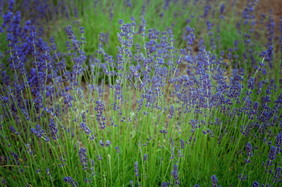 Close-up of lavender field