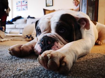 Close-up portrait of dog resting on floor at home