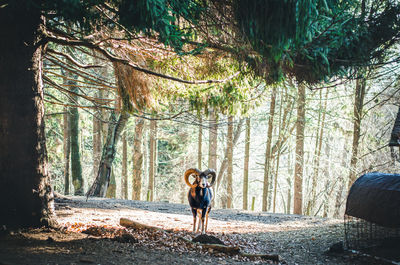 Full length of a young man in forest