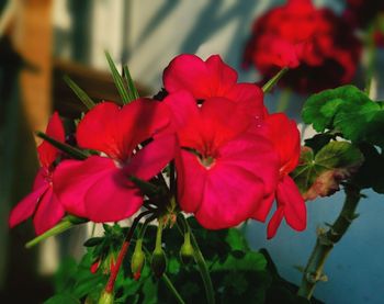 Close-up of pink flowers