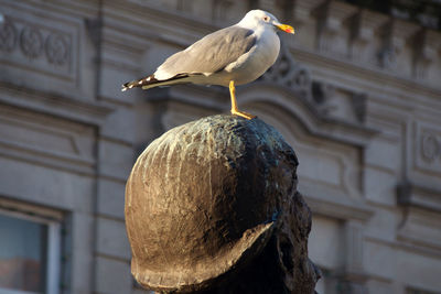 Close-up of seagull perching on wood against building