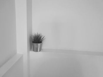 Close-up of potted plant in wall corner
