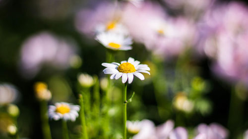 Close-up of fresh white flowering plant