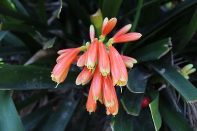 Close-up of red flowering plant