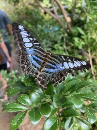 Close-up of butterfly on leaf