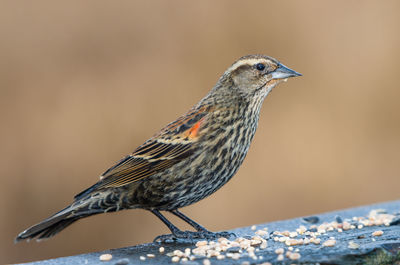 Close-up of bird perching