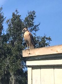 Bird perching on a tree