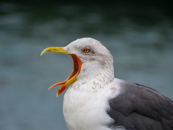 Close-up of seagull