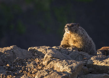 Lion looking away on rock