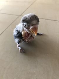 High angle view of small bird on floor