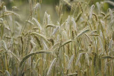 Close-up of stalks in wheat field