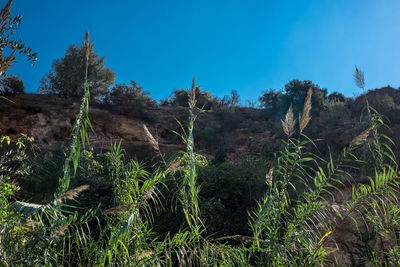 Plants growing on landscape against clear blue sky