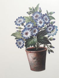 Close-up of potted plant against white wall