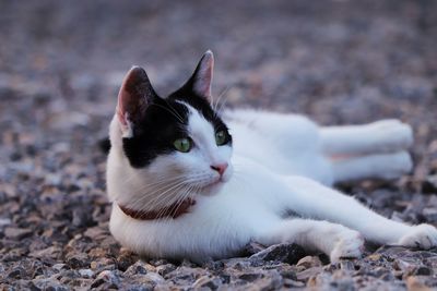 Close-up portrait of a cat