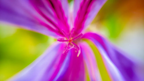 Macro shot of pink flower