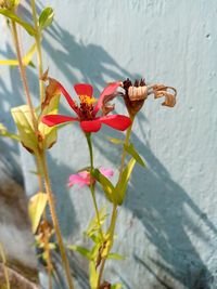 Close-up of insect on plant