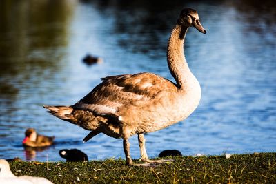 Close-up of bird by lake