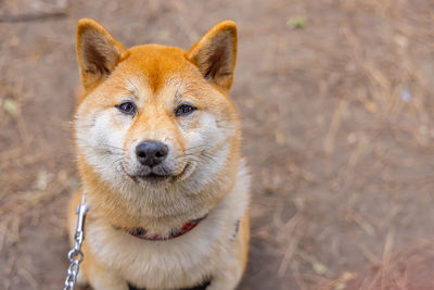 Close-up of dog