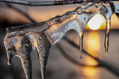 Close-up of animal fish in winter