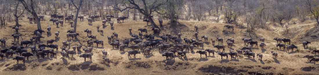 Panoramic view of african buffaloes at national park