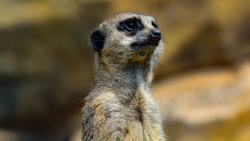 Close-up of meerkat looking away