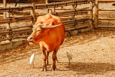 Domestic pet buffalo with white heron animal in agriculture farm