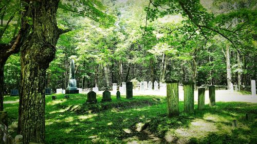 Trees in cemetery