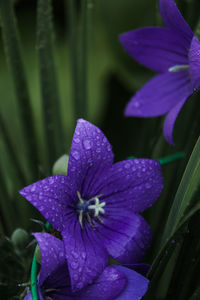 Close-up of purple flowering plant