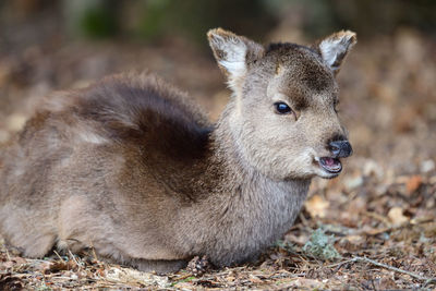 Portrait of a young sika deer sitting on the ground 