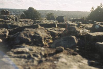 Close-up of tree against sky