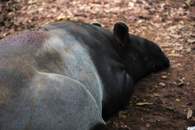 Close-up of tapir in forest