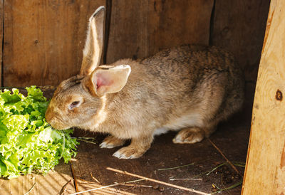 High angle view of a rabbit