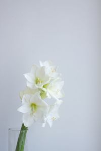 Close-up of white flowers in vase