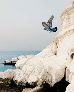 Bird flying by rock formation against clear sky