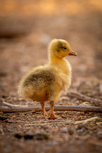 Gosling stands by dry stick facing right