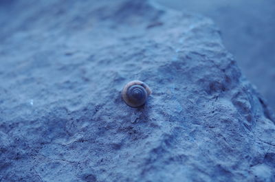 Close-up of snail on rock
