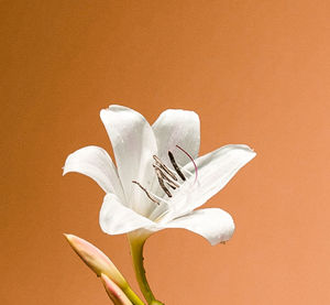 Close-up of white rose against orange background