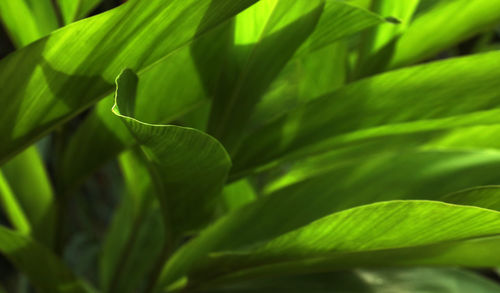 Close-up of green leaves