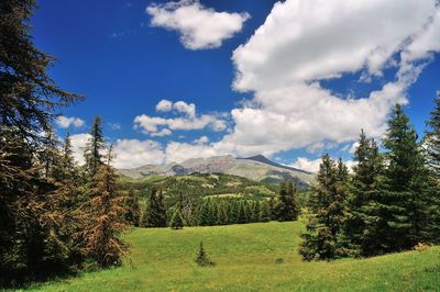 Scenic view of pine trees against sky