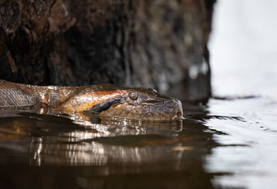 Close-up of lizard on rock