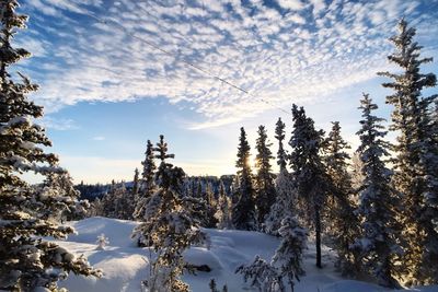 Snow covered pine trees in forest against sky