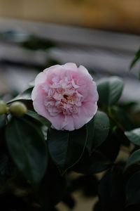 Close-up of pink flower blooming outdoors