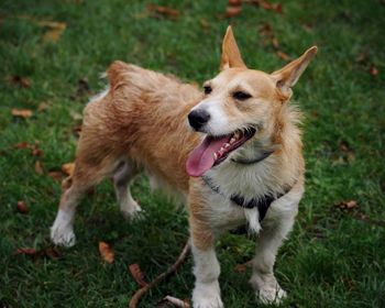 Full length of a dog on field