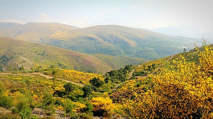 SCENIC VIEW OF LANDSCAPE