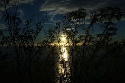 Low angle view of silhouette trees against sky during sunset