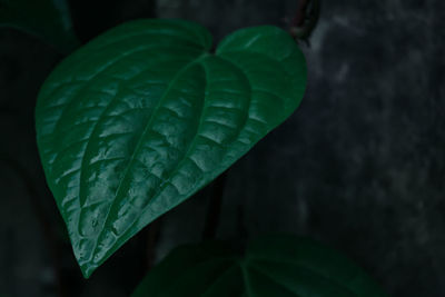 Close-up of raindrops on green leaves