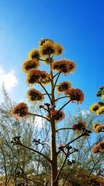 Low angle view of tree against sky