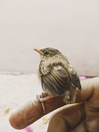 Close-up of hand holding bird